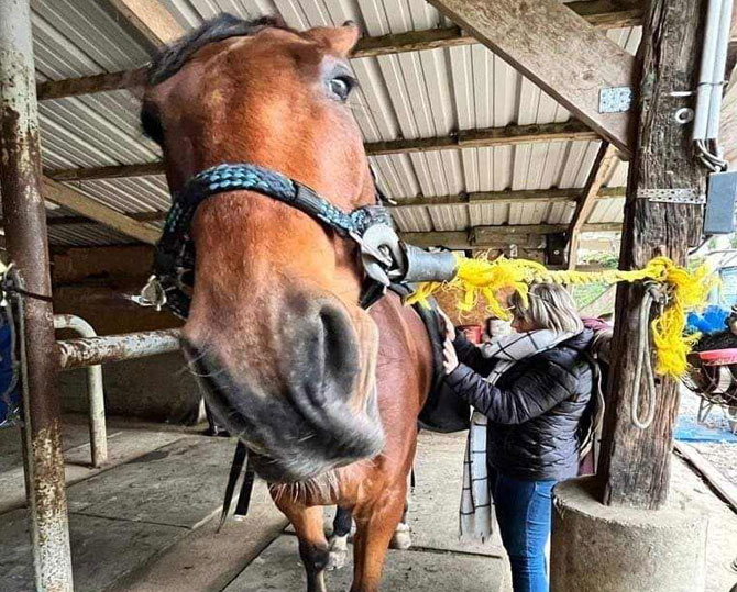 intervenir sur les animaux